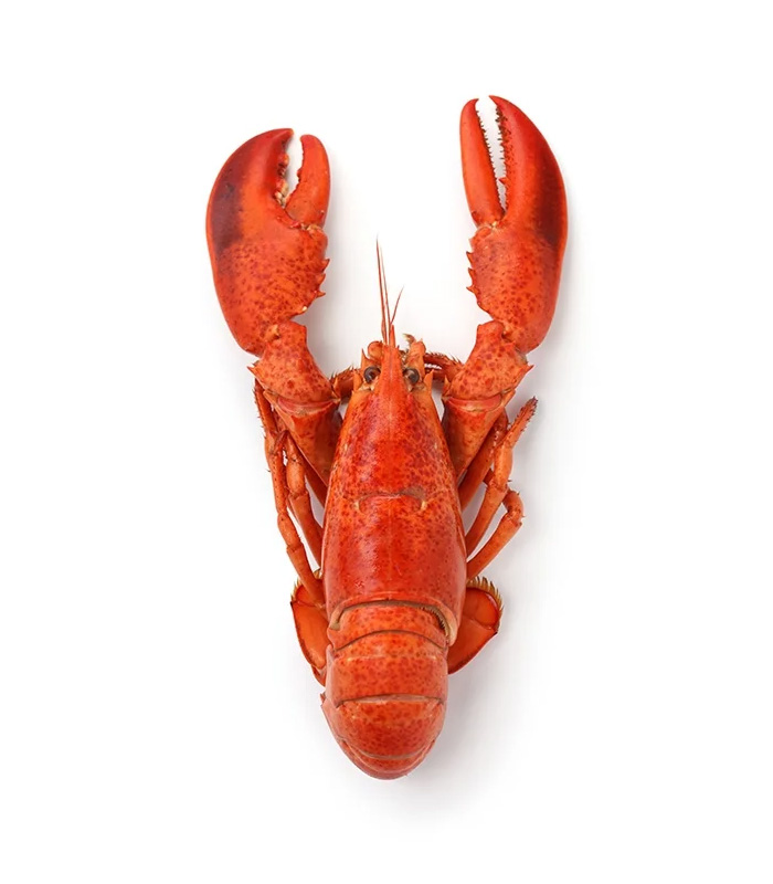 vg-sf-frshs-8.jpg Whole Cornish Lobster - Imagen 1