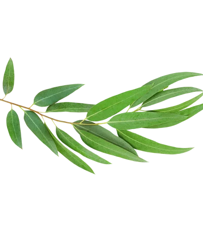 Eucalipto (Atado)