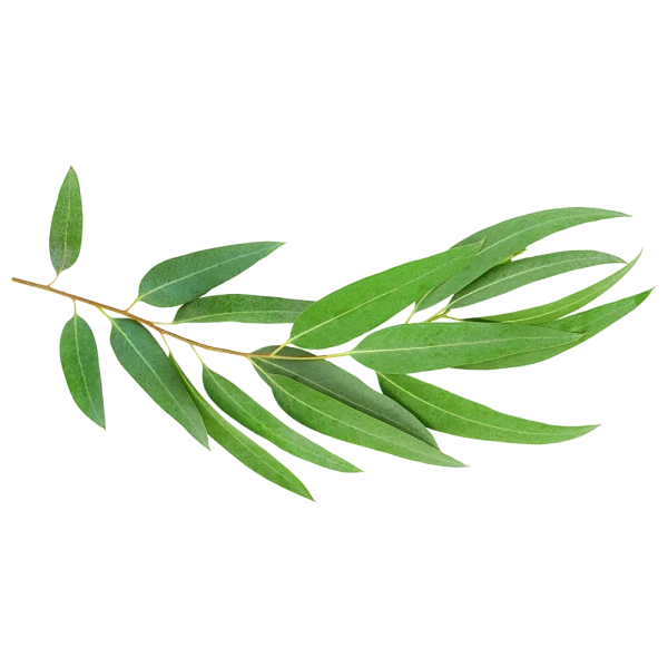 Eucalipto (Atado)