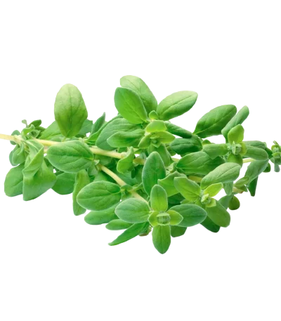 Mejorana (Atado)