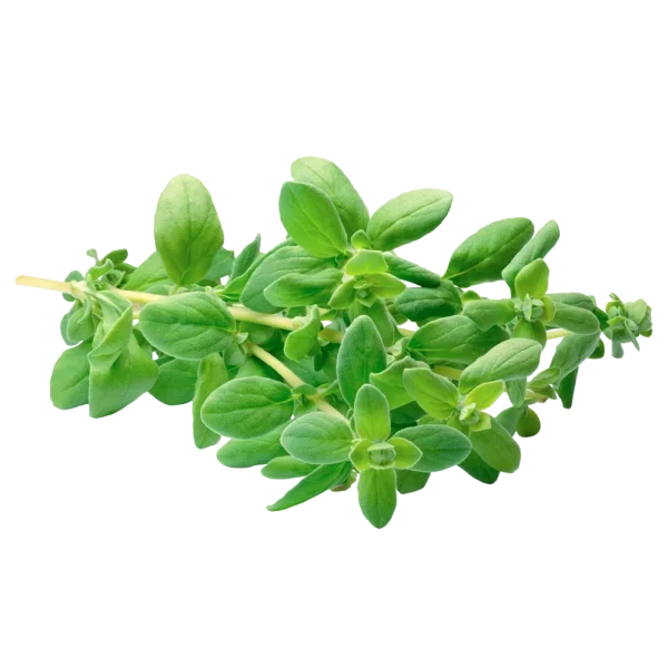 Mejorana (Atado)