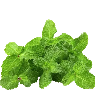 Menta (Atado)