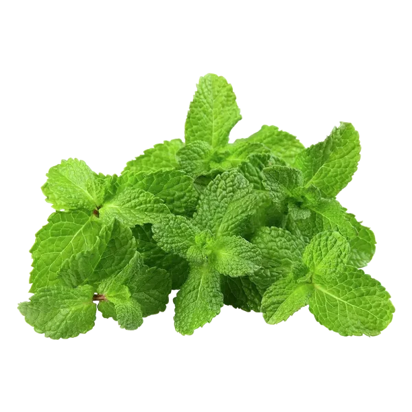 Menta (Atado)