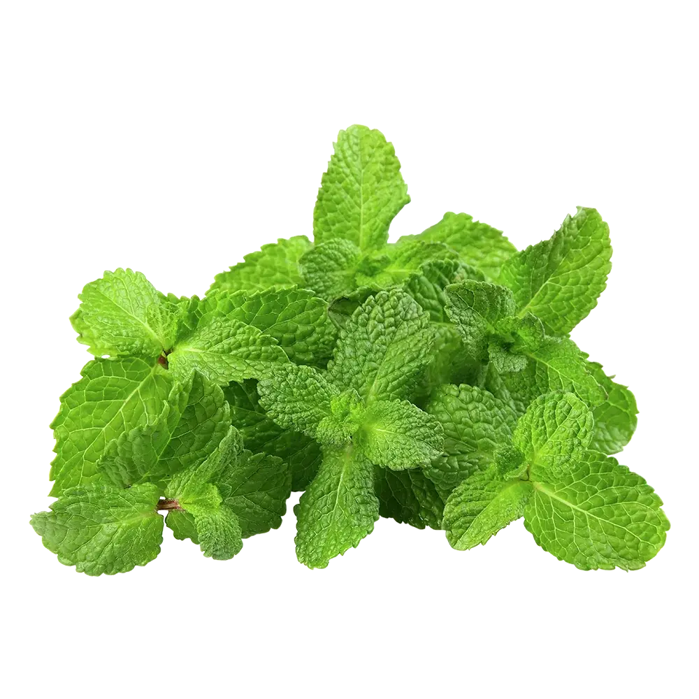 Menta (Atado) Menta (Atado)