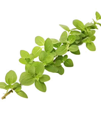 Muña (Atado)