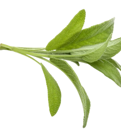 Salvia (Atado)