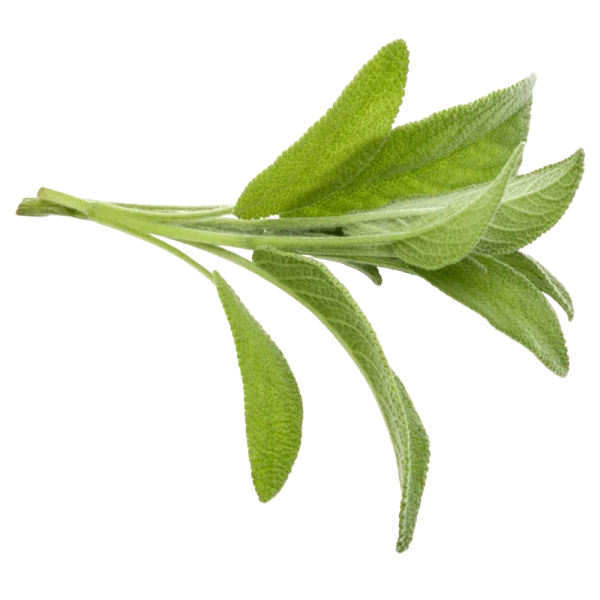 Salvia (Atado)