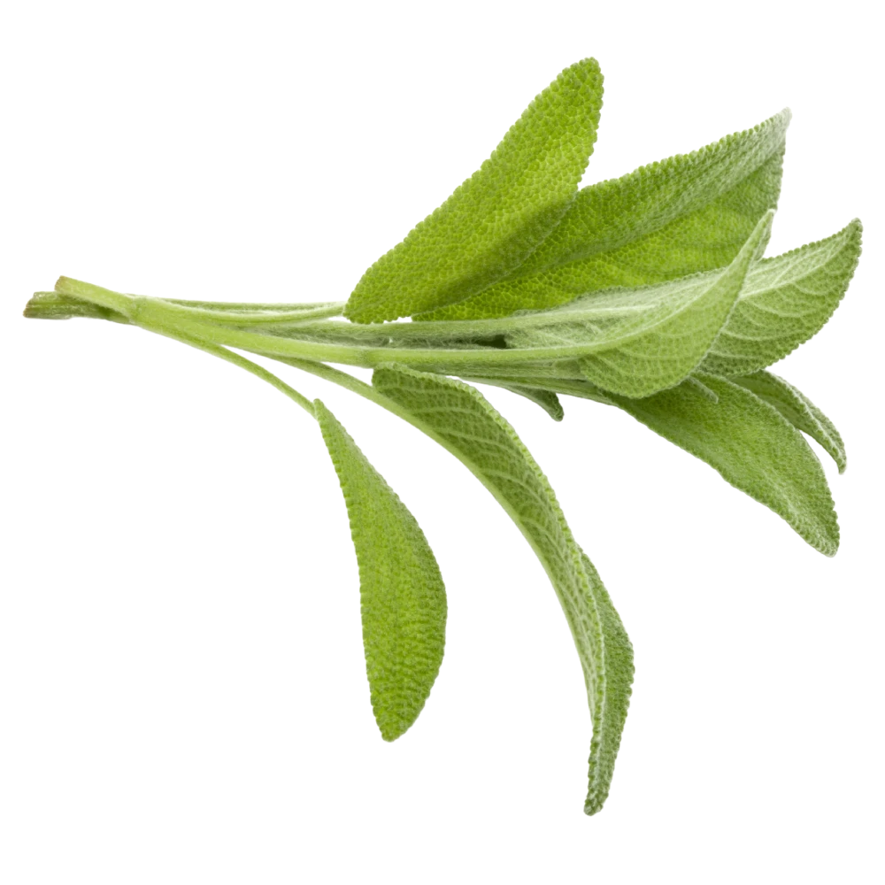 Salvia (Atado) Salvia (Atado)